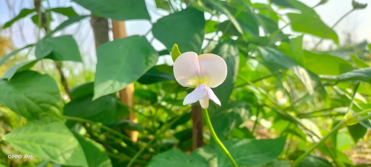 maximize-the-life-of-flowers-most-flowers-drop-inconspicuously-hive