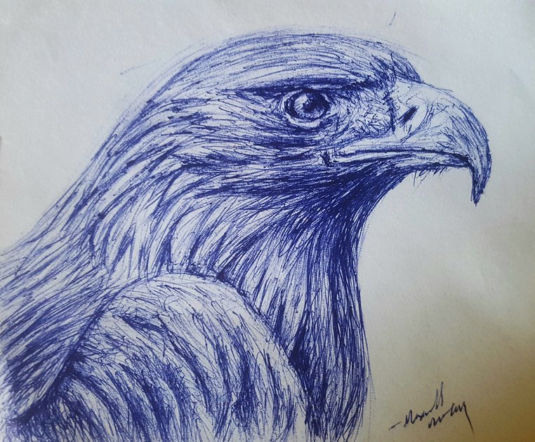 Drawing a parrot with a ballpoint pen., Ekaterina B