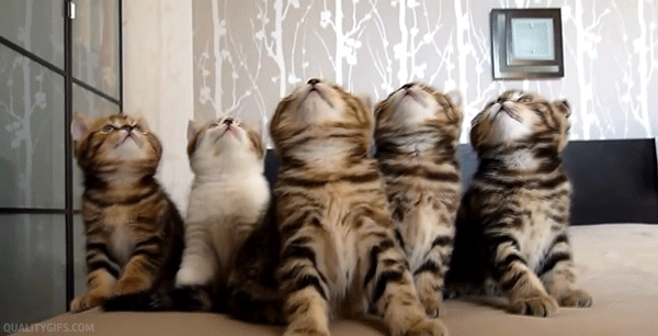 funny cat gifs — Steemit