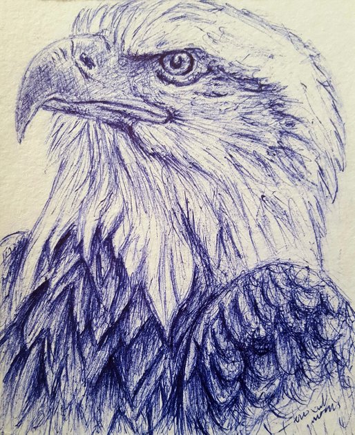 Eagle - Pen Drawing