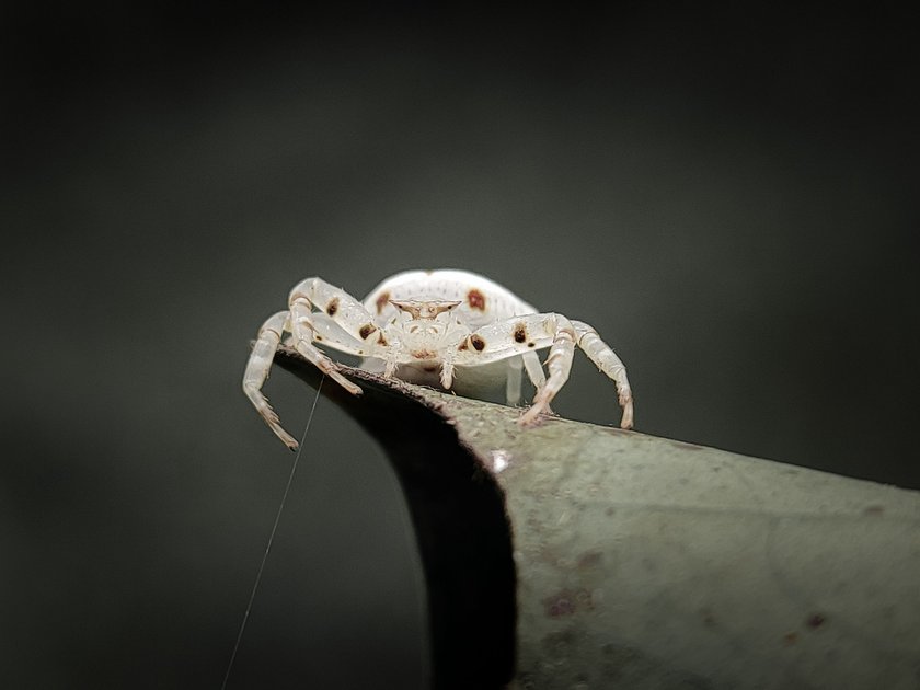 Flower Crab Spider Thomisus Labefactus Peakd