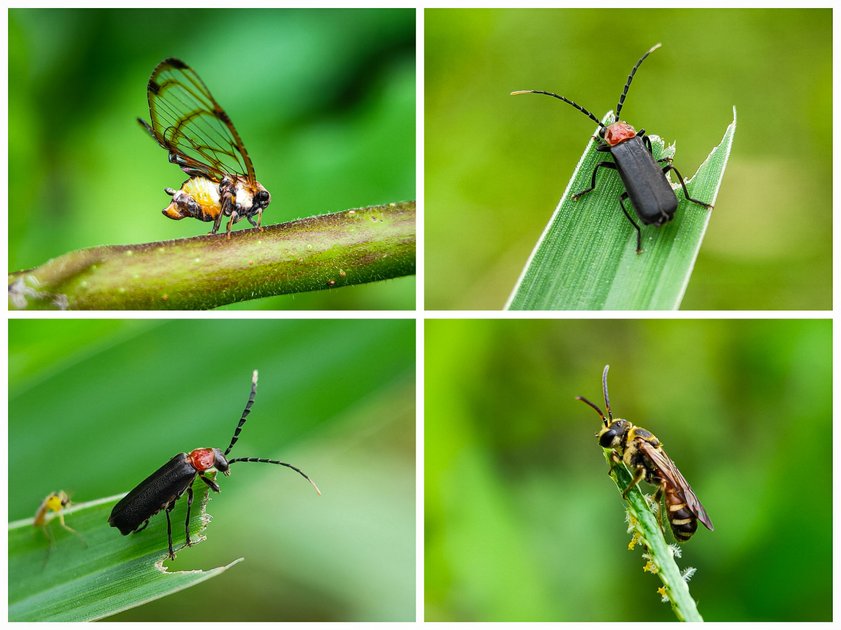 Insect Macrophotography : Planthoppers, Soldier Beetle & Sweat Bees | PeakD