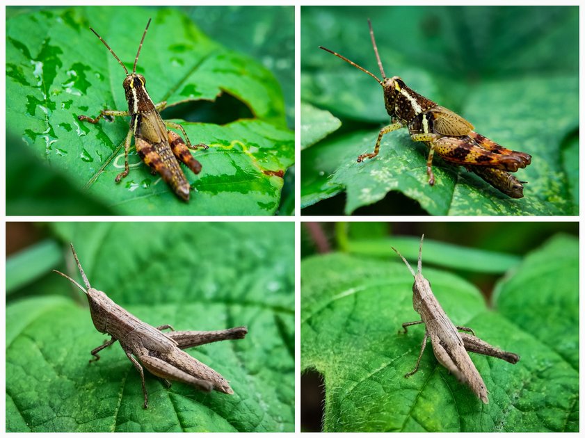 Two species of cute and attractive baby grasshoppers | PeakD