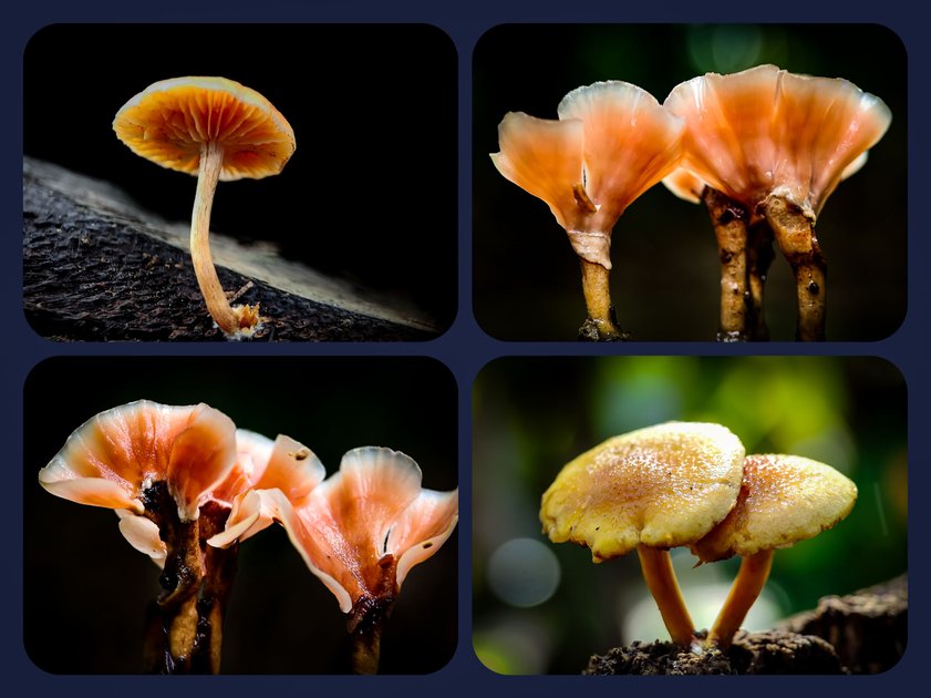 FungiFriday - Gymnopilus subtropicus & Podoscypha mushrooms | PeakD