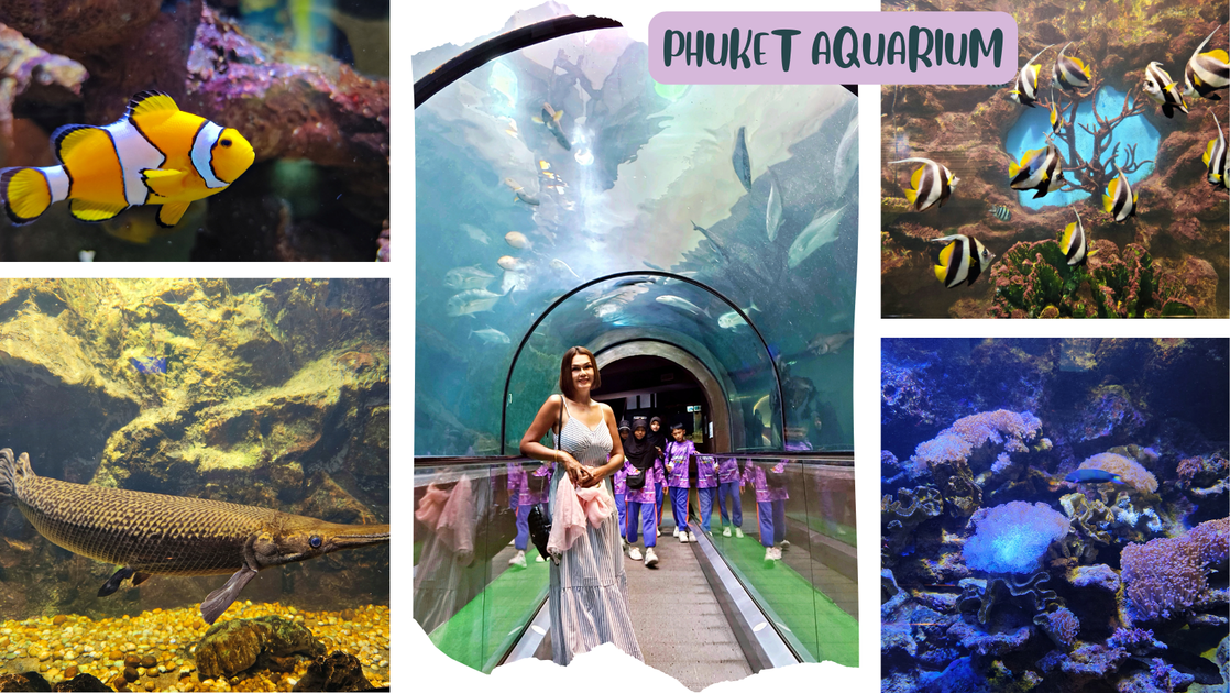 exploring-phuket-aquarium-s-underwater-wonders-hive