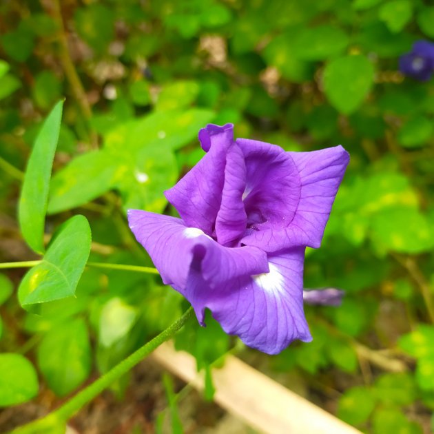 My Garden Plants #1: Blue Ternate Flower Health Benefits and Tea Making ...