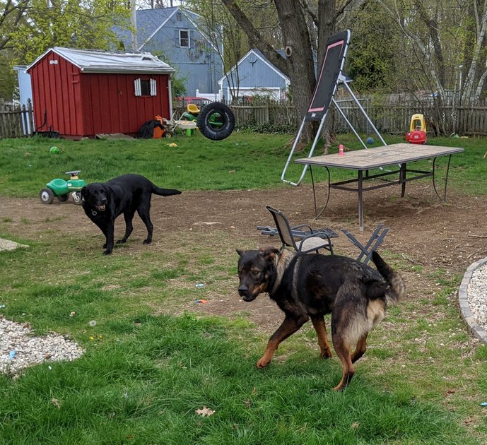3 May 2022 - Dogs in their yard — Hive