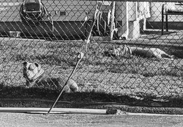 13 May 2022 - Dogs guarding their homestead — Hive