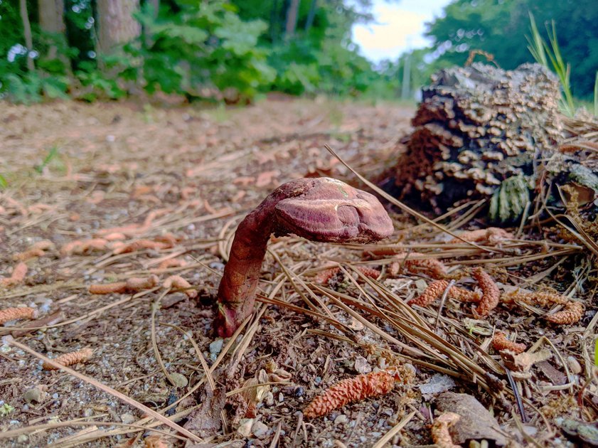 7 June 2022 - Mushrooms — Hive