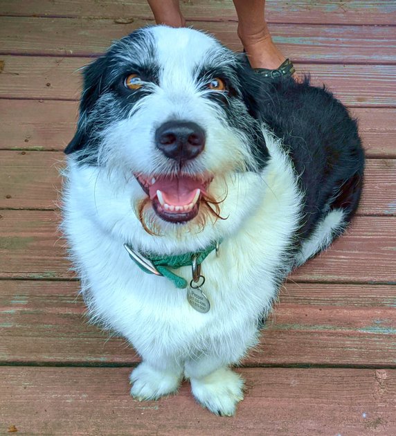 30 July 2022 - Pepper the dog — Hive