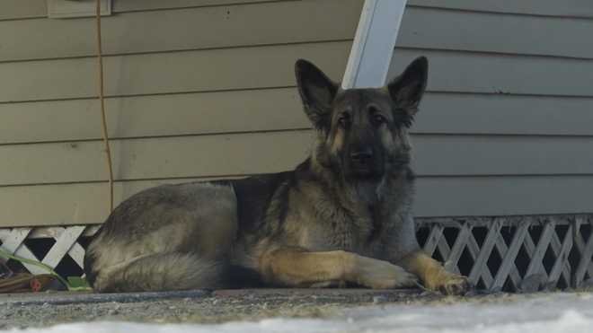 Hero dog leads police towards scene of crash, saves her owner's and friend's lives — Hive