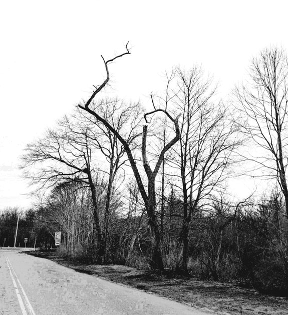 11 March 2022 - Bare branches of early Spring — Hive