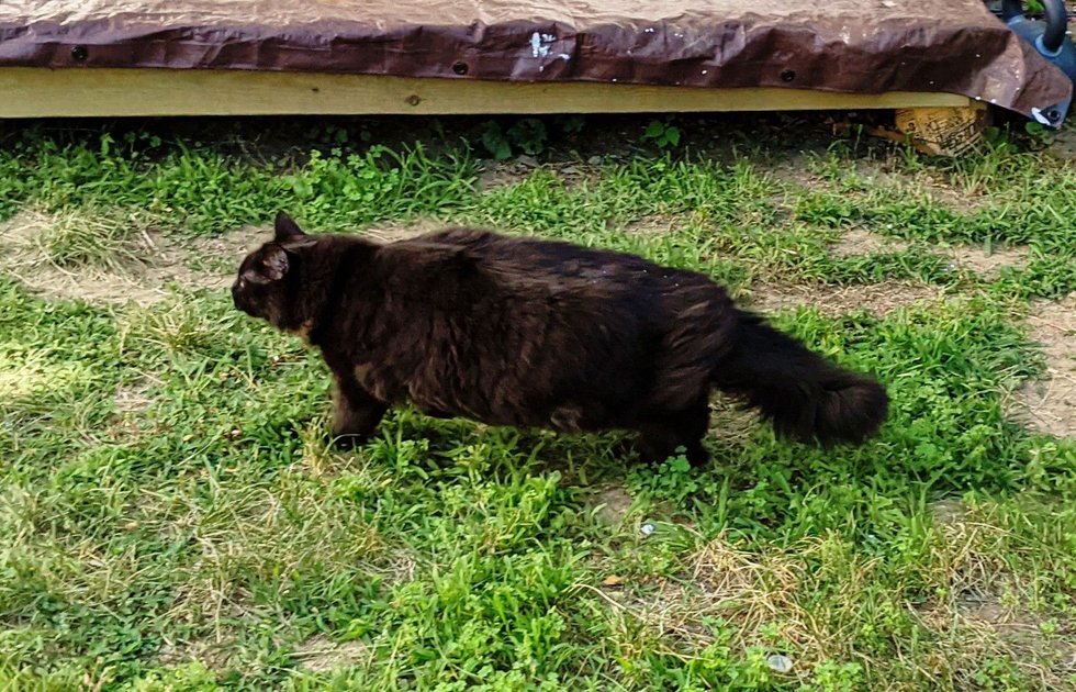 7 July 2022 - Cat patrolling his backyard — Hive