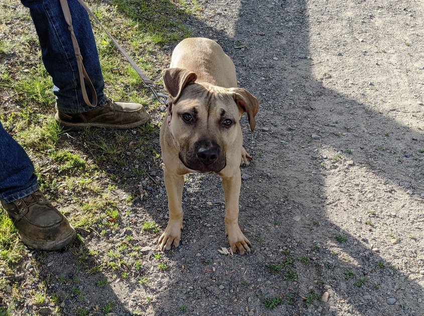 23 May 2022 - Puppy out for a walk — Hive