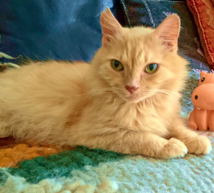 30 July 2022 - Thomas the cat and Pepper the dog — Hive