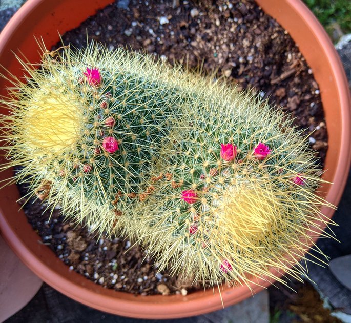 3 June 2022 - Blooming cactus — Hive