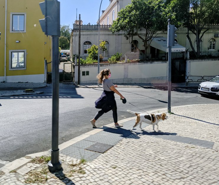 28 July 2021 - Dog walking a human — Hive