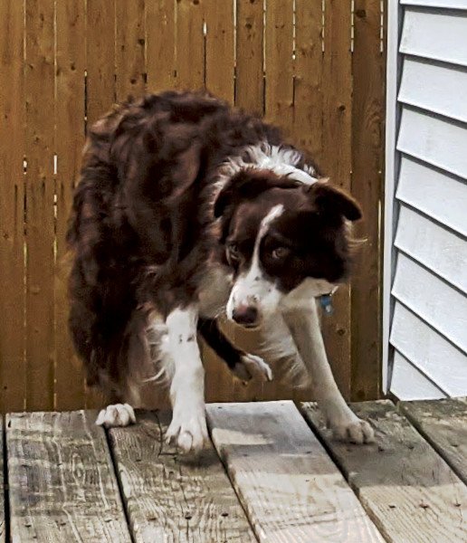 8 July 2022 - Dog in motion — Hive