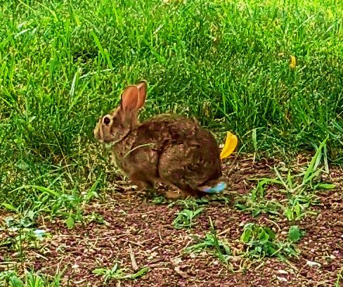 18 July 2022 - Rabbit in a front yard — Hive