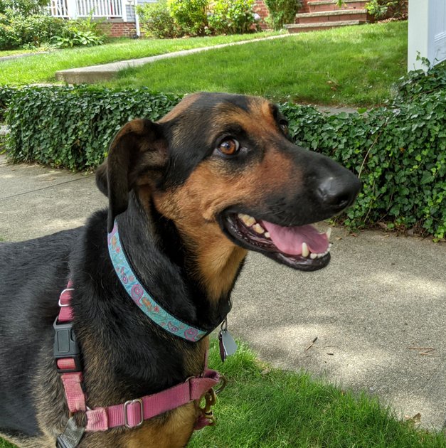 3 June 2022 - New furry friend — Hive