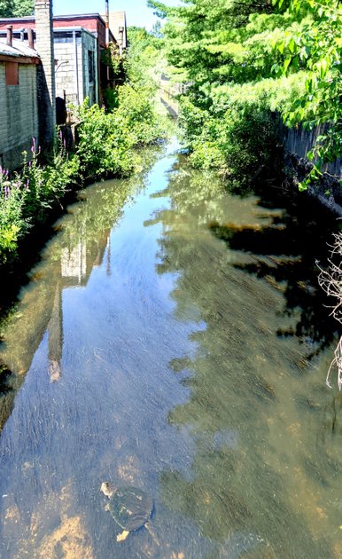19 July 2022 - Turtle in a city brook — Hive