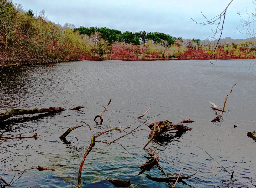 16 April 2022 - Fresh Pond in Cambridge, Massachusetts — Hive