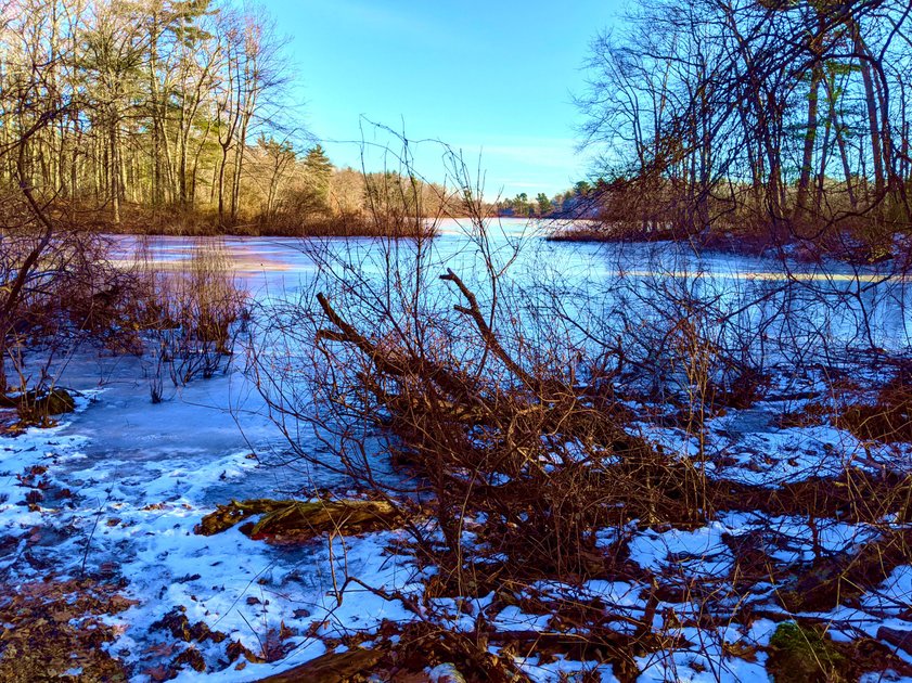 15 January 2022 - Frozen pond on a cold sunny Winter day — Hive