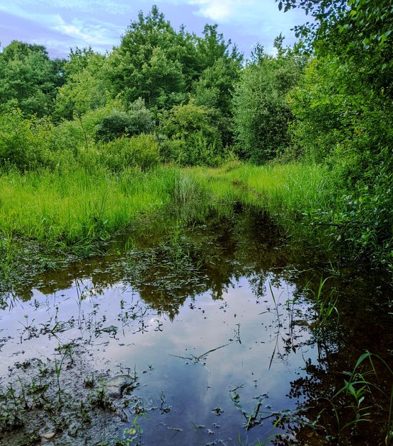 22 July 2021 - Clearing in the woods — Hive