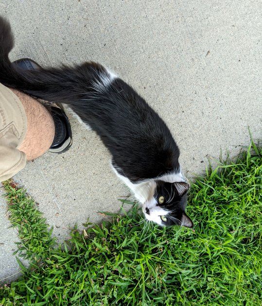 9 July 2022 - Furry cats of Providence — Hive