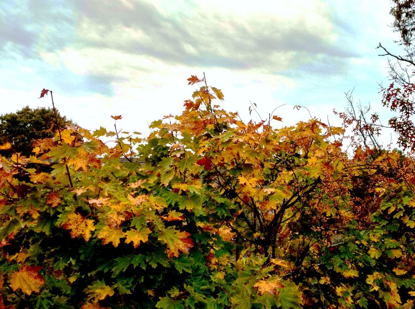 29 October 2020 - Changing colors of Fall — Hive