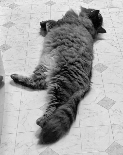 30 July 2022 - Ozzy the cat — Hive