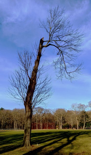 12 January 2022 - Asymmetrical tree — Hive
