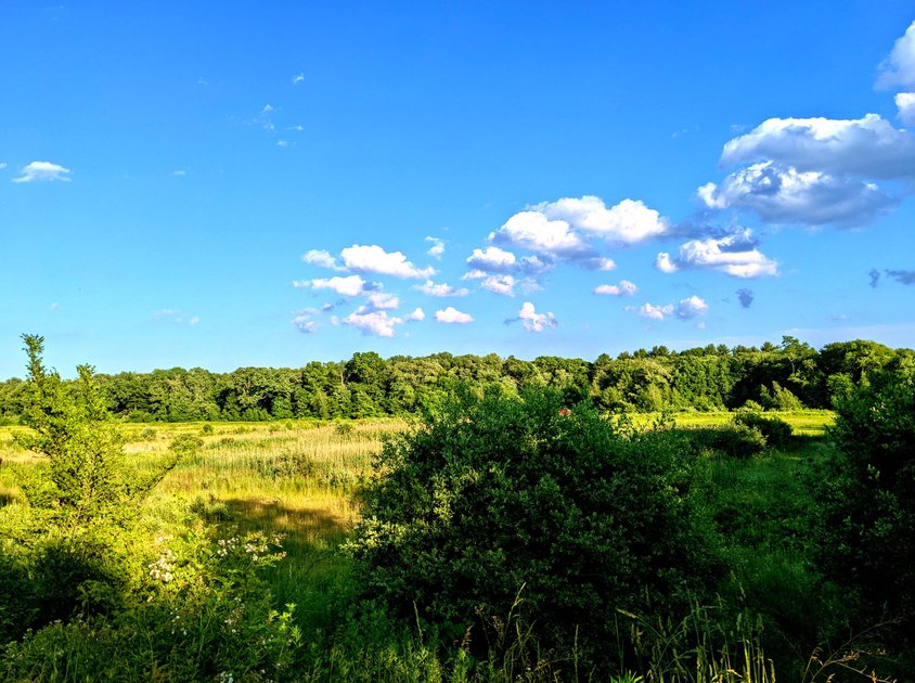 13 June 2022 - Meadow — Hive