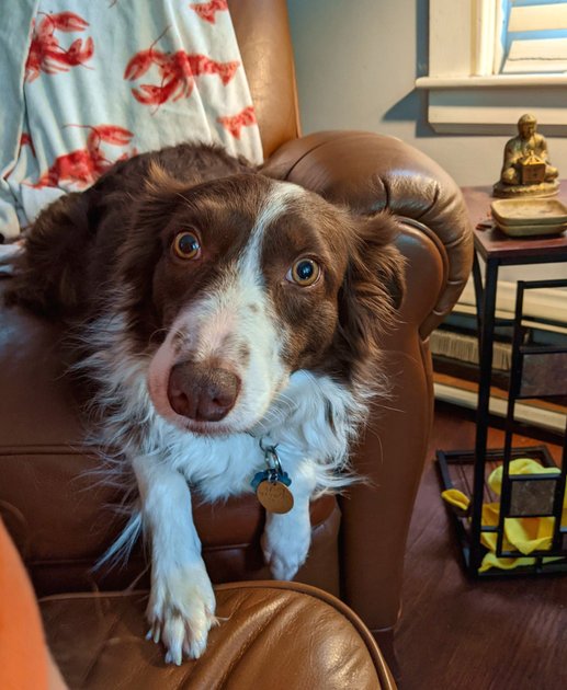 27 May 2022 - Dog relaxing in a chair — Hive