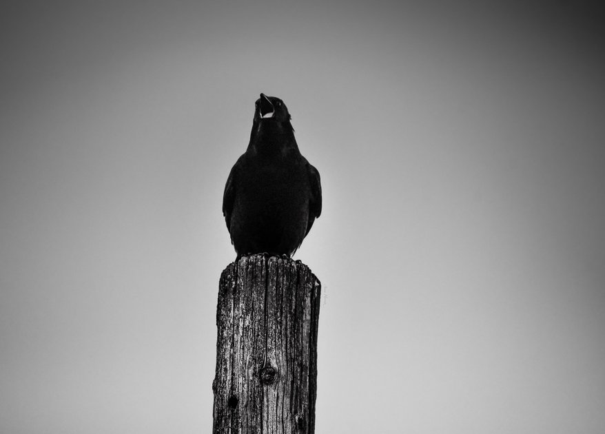 can-i-feed-the-birds-peakd