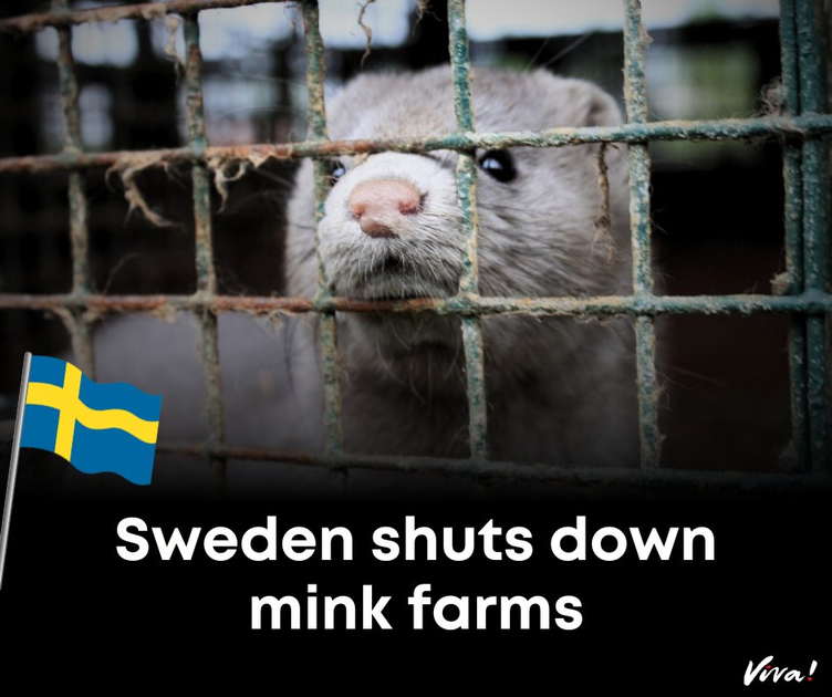 Sweden: final fur farms to close by June | PeakD