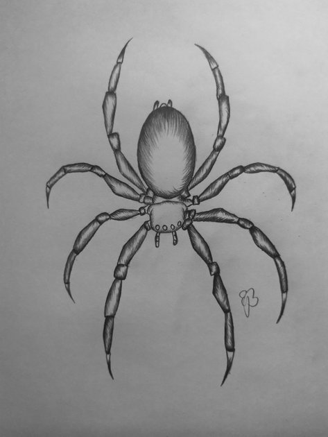 Drawing Of So Called Ground Spider Sketch Of Spider Of Zelotes Species  Black And White Illustration Stock Illustration - Download Image Now -  iStock