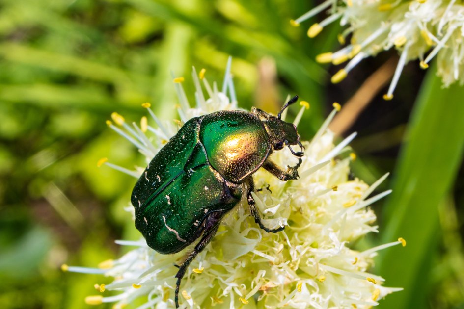 Комаха #52 : Бронзівка золотиста (Insecta #52 : Cetonia aurata) | PeakD