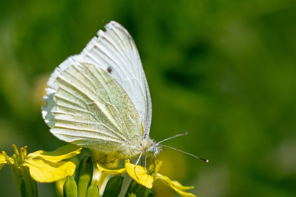 Метелик #21 : Білан капустяний (Butterfly # 21 : Pieris brassicae) | PeakD