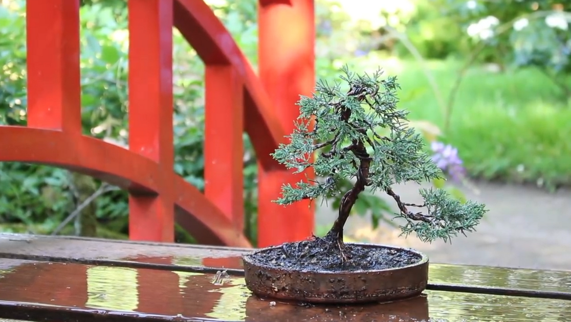 Cómo alambrar un bonsái paso a paso