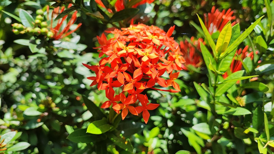 ashoka-flower-beauty-or-peakd
