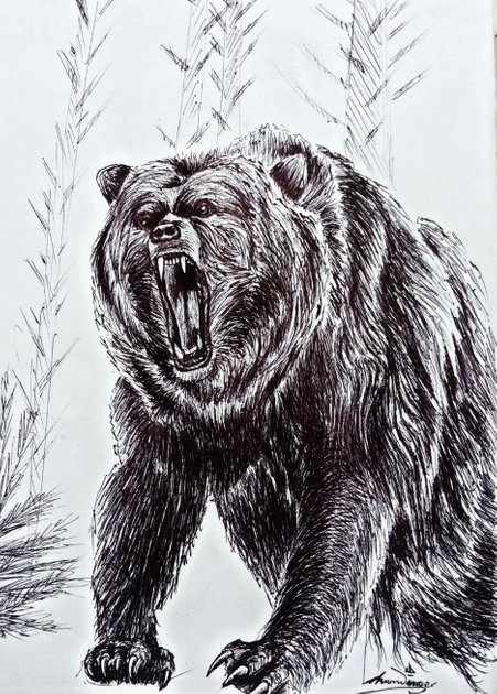 angry bear drawing