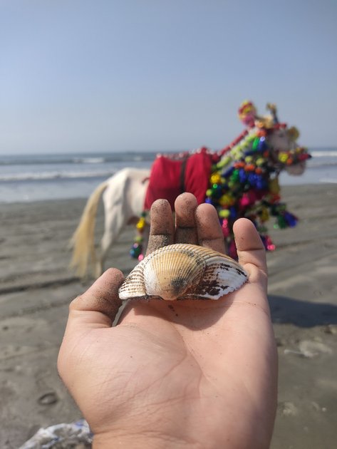 she-sells-seashells-by-the-seashore-hive