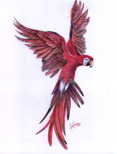 Guacamaya dibujo con técnicas mixtas / Guacamaya mixed media drawing | PeakD Guacamaya dibujo con técnicas mixtas / Guacamaya mixed media drawing | PeakD