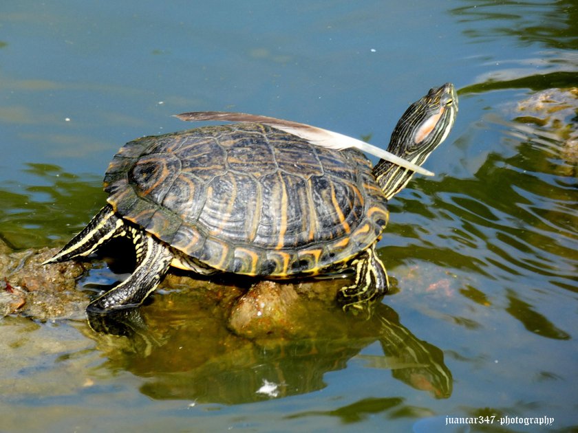 [ENG-SPN] The labyrinth of the turtles / El laberinto de las tortugas ...