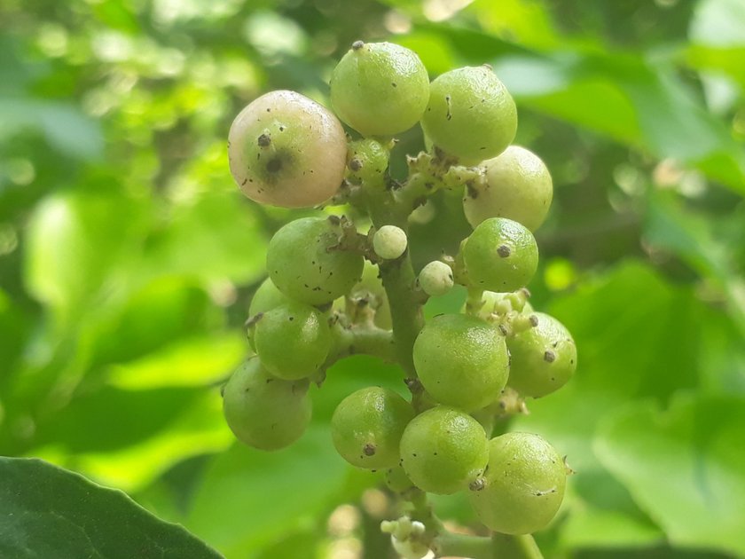 Cordia dichotoma | PeakD