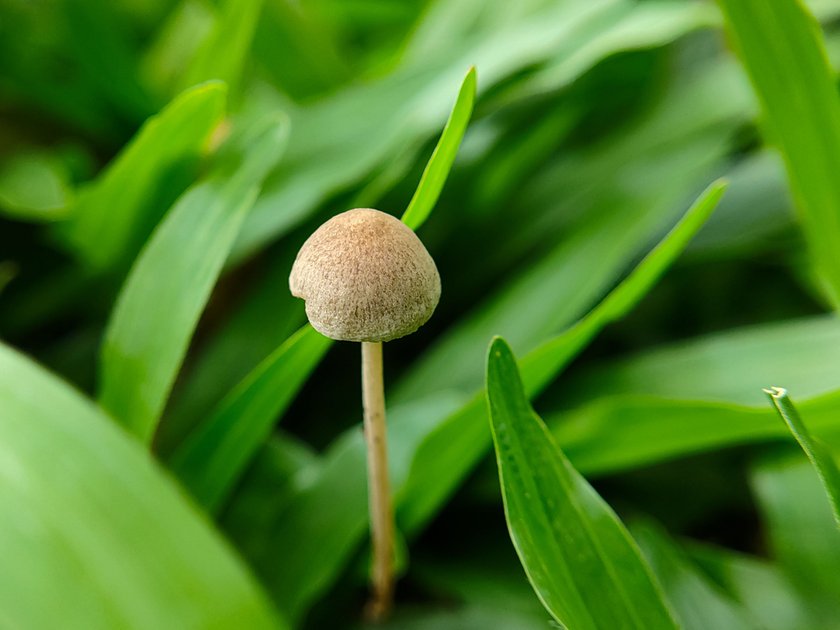 Funriday Green Grass Twigs And Muddy Ground Are Places For Beautiful Wild Mushrooms To