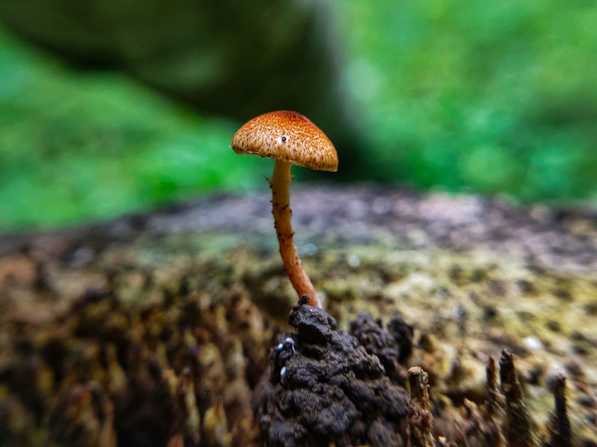 My Weekly Collection Of Mushroom Photos Peakd