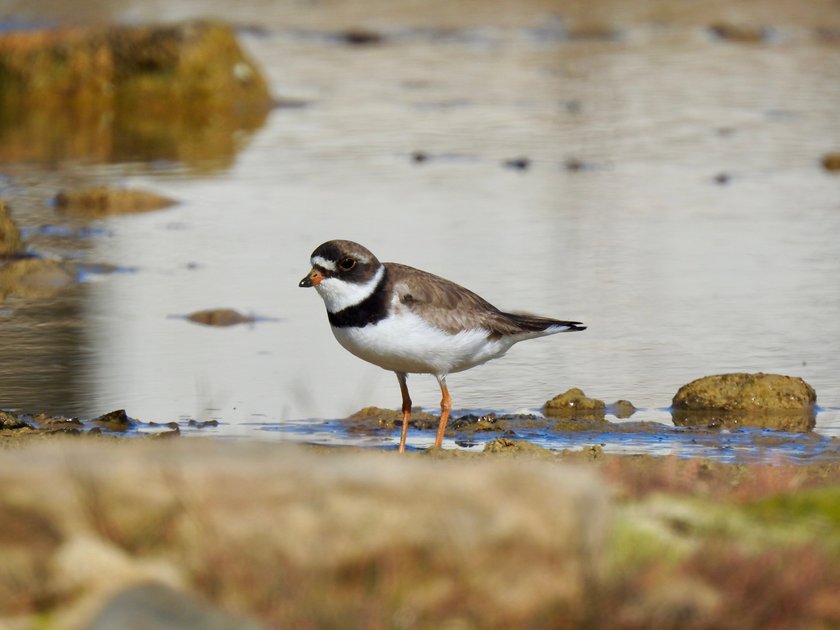Sand Pipers And Semipalmated Plovers Peakd