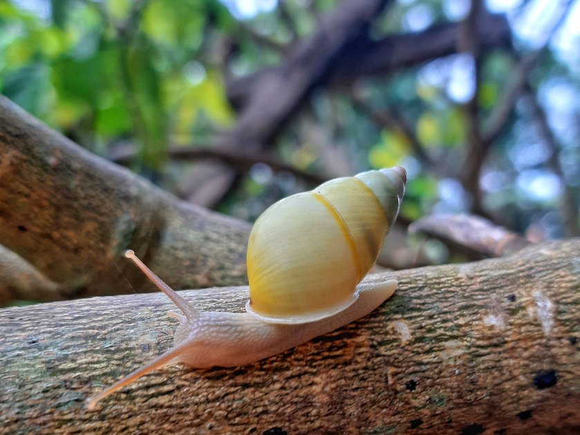 Photography of a Snail on an Lemons Tree Branch PeakD